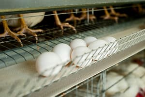 Chicken Eggs on Conveyor Belt