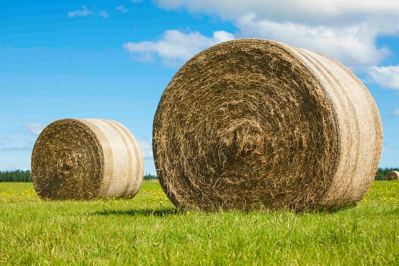 Round Hay Bales in Field