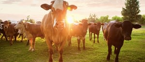 Group of Cattle in Pasture - 2