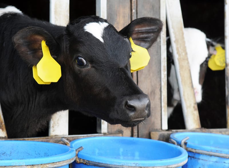 Dairy Cow Health Problems & Probiotic Plus Solutions