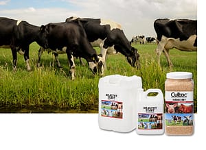 Dairy Cattle in Pasture with Healthy Start and Culbac Dry Inset