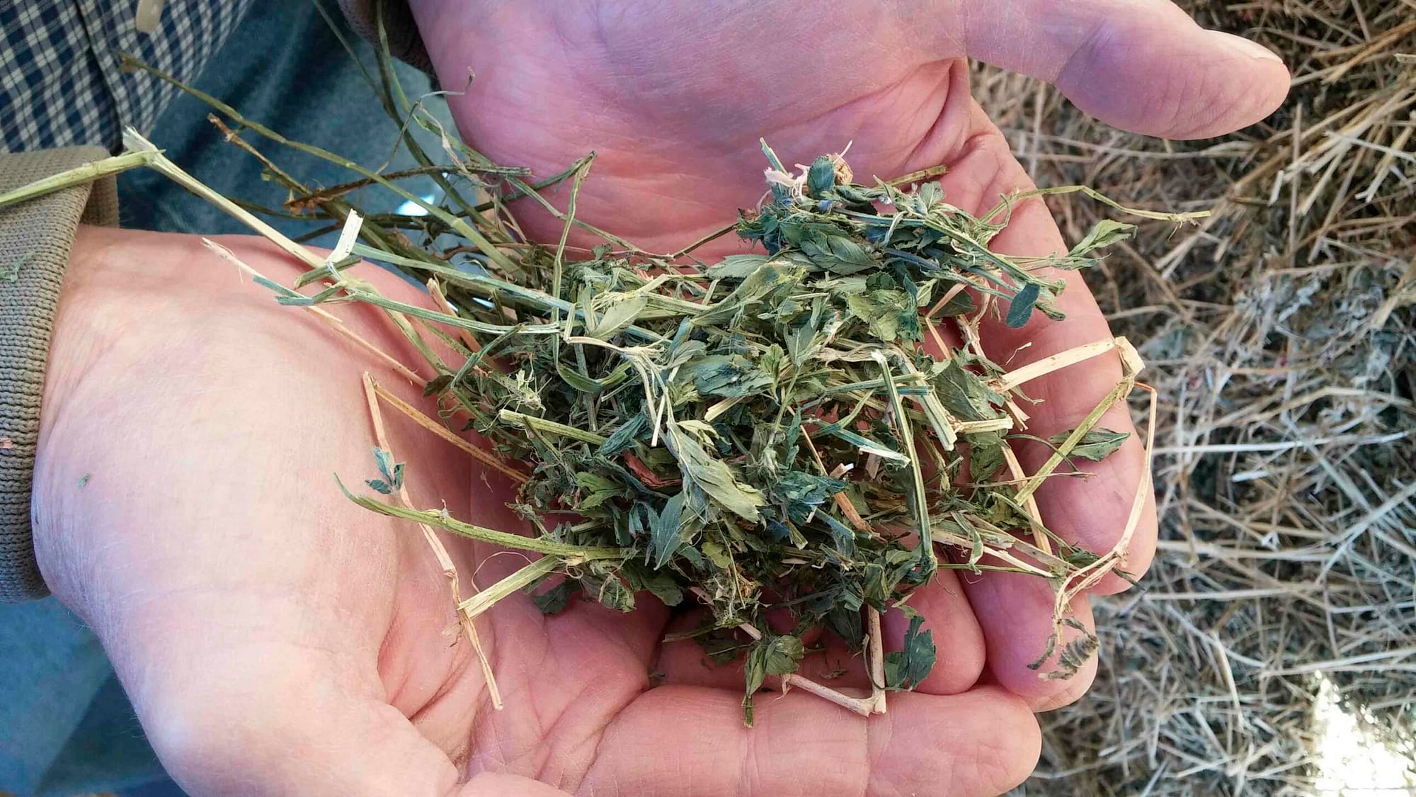 Dried Alfalfa in Hands