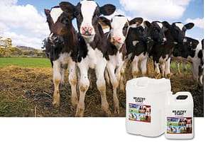 Dairy Calves and Healthy Start Inset