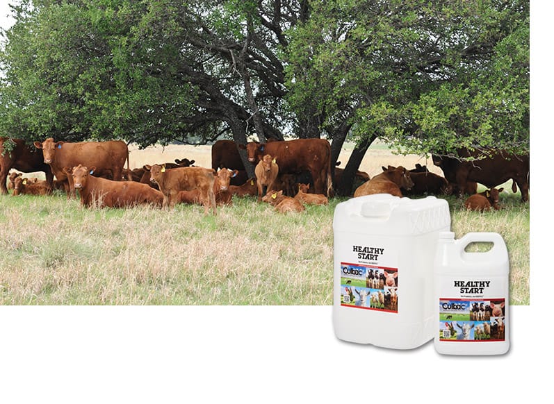 Cow Herd in Pasture with Healthy Start Insert