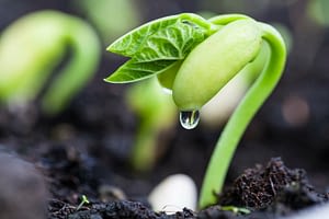 Bean Sprouting Out of Ground