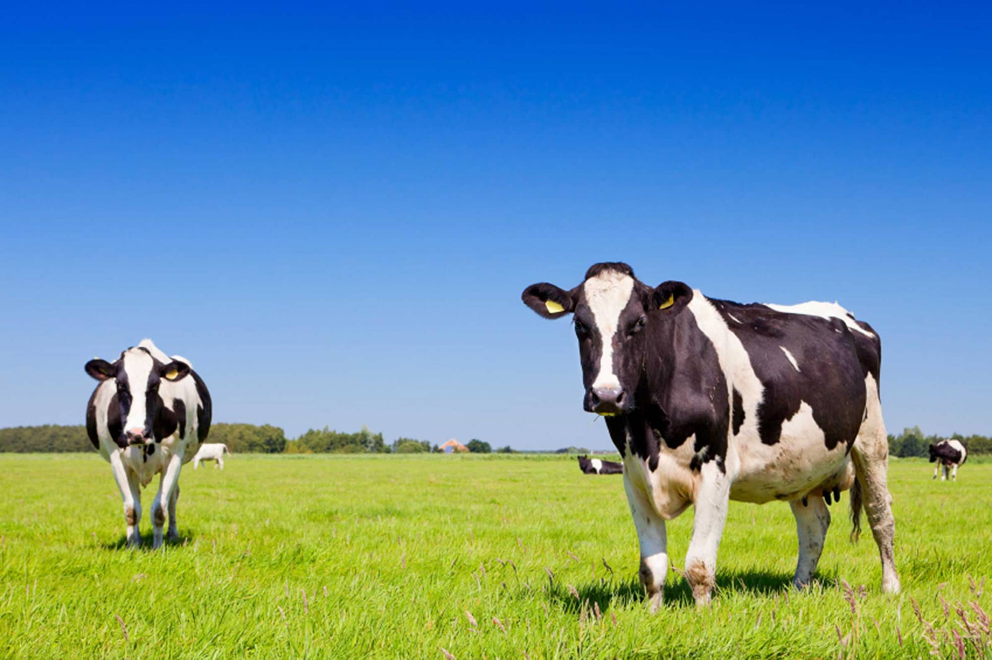 Dairy Cows in Pasture
