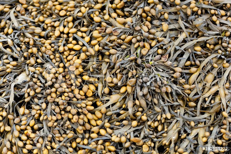 Dried Soybean Plants
