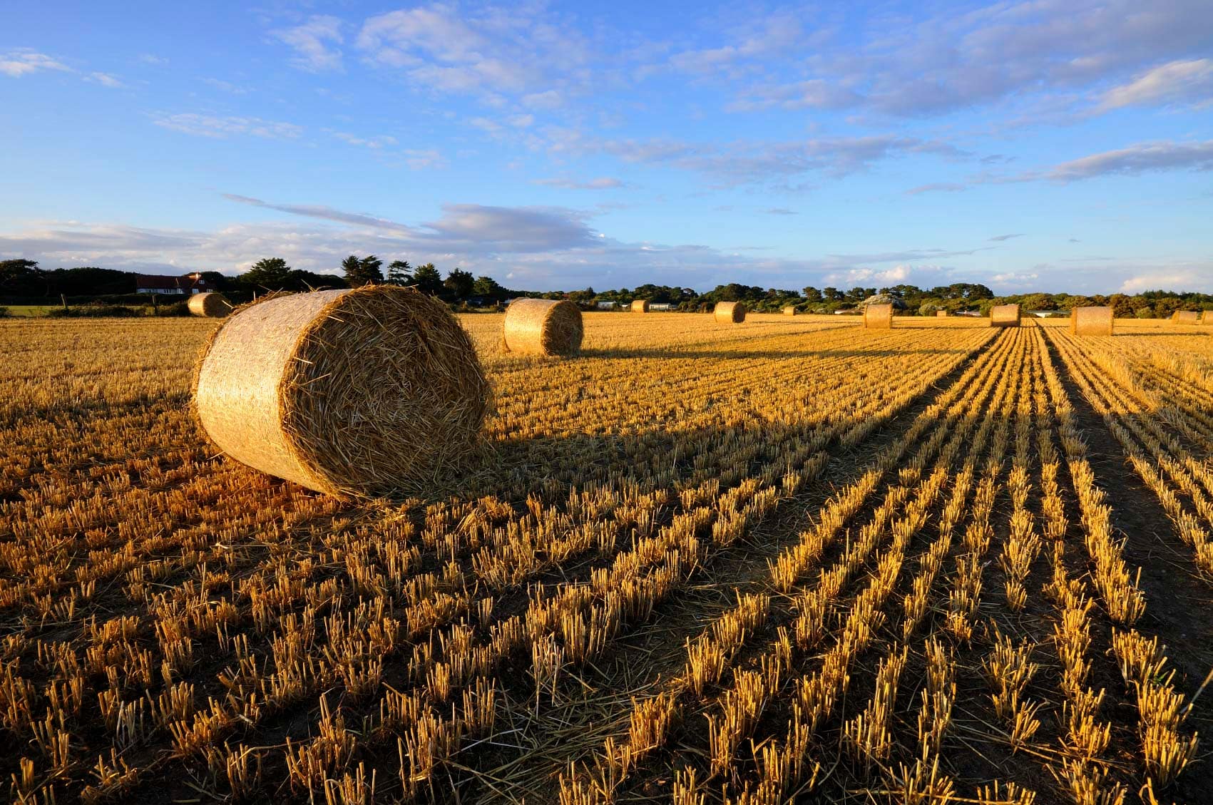 Difference Between Grass Hay and Dried Grass - TransAgra