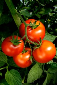 Tomatoes on the vine
