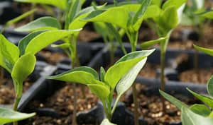 Vegetable Plant Sprouts