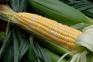 Sweet Corn in the Husk