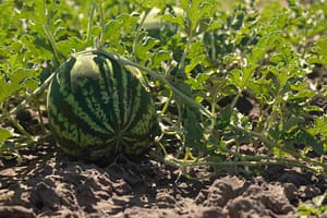 Watermelon on the Vine