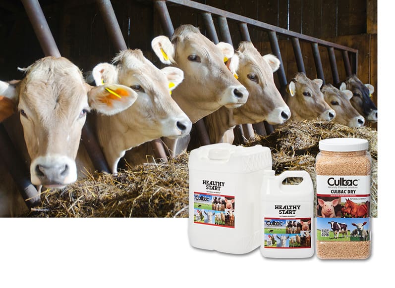 Cattle at Trough with Healthy Start and Culbac Dry Product Inset