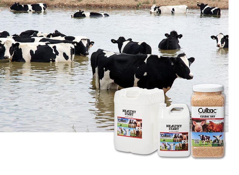 Dairy Cattle in Pond with Healthy Start and Culbac Dry Inset