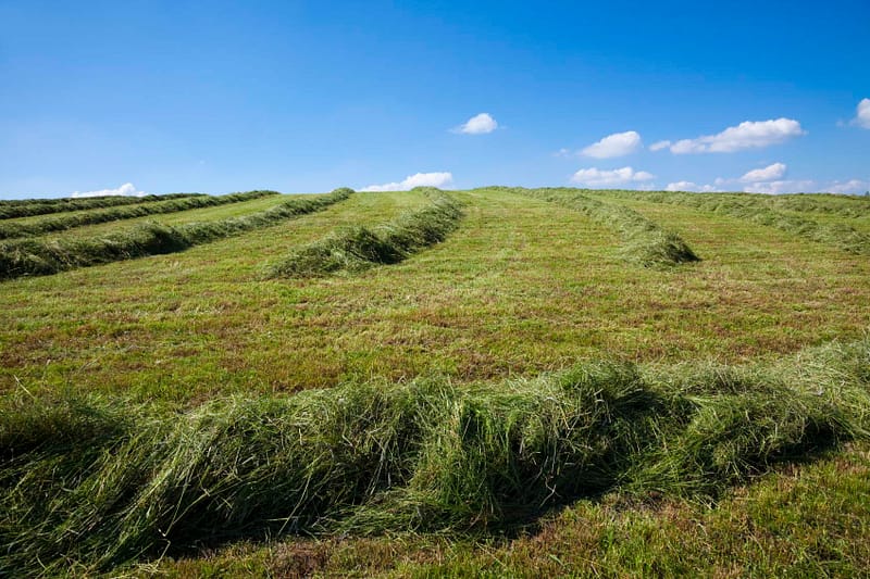 Grass Hay in Windrows - 3